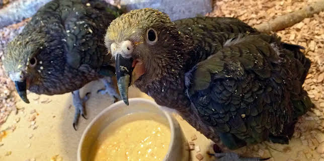 17:10: Seehund, Puma & Co. (124) | NDR Fernsehen | 3/19 2026