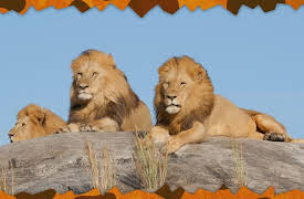 Awesome Animals and Mini Me: Season 1: Lion