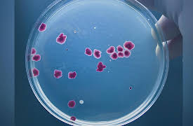 What Darwin Didn't Know: The Modern Science of Evolution: Microbiomes: Evolution with Small Partners