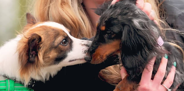 16:25: Hundehuset: Woody og Daphne | NRK 2 | 3/26 2026