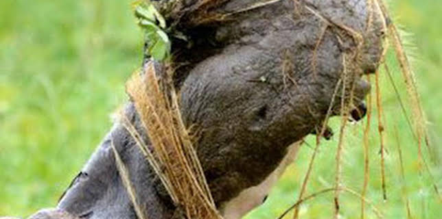 15:40: La isla de los hipopótamos | La Otra | 2/15 2026