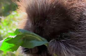 Brave Wilderness: Coyote vs. Grizzly
