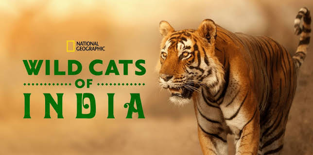 Wild Cats of India
