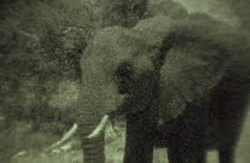 Night Season 1: Elephants