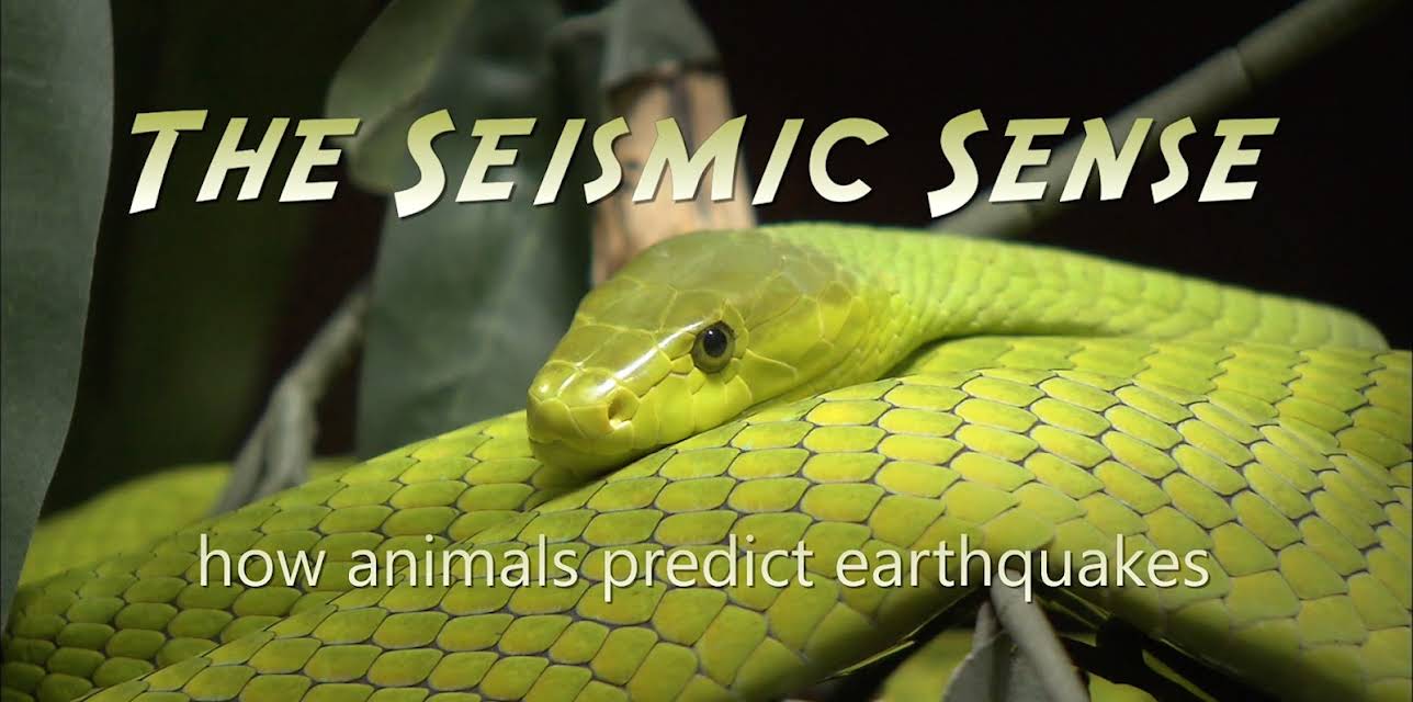 The Seismic Sense - How Animals Predict Earthquakes (2024)