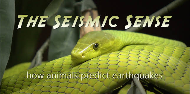 The Seismic Sense - How Animals Predict Earthquakes (2024)