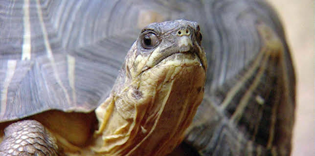 14:25: Elefant, Tiger & Co. (229) | MDR Fernsehen | 1/13 2026