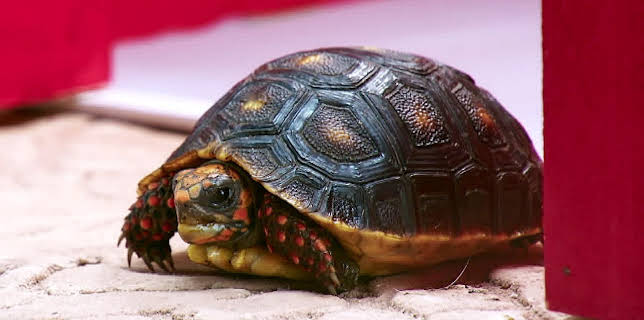 17:20: Rosin og Bolle: Hikke | NRK 3 | 2/11 2026