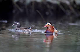 Animal DNA: Waterfowls