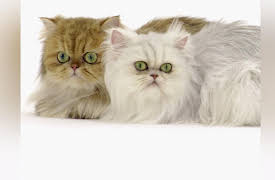 Cats 101 Season 1: American Shorthair, Savannah, Scottish Fold, Persian, Ragdoll, Sphynx