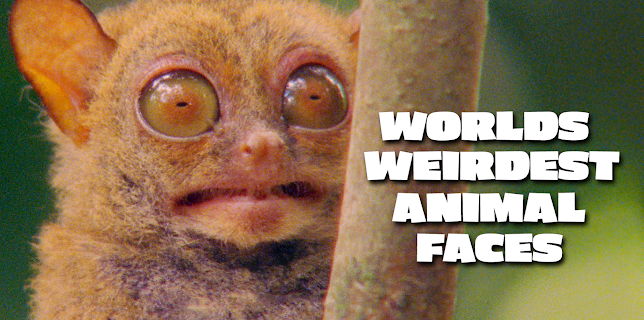 World's Weirdest Animal Faces