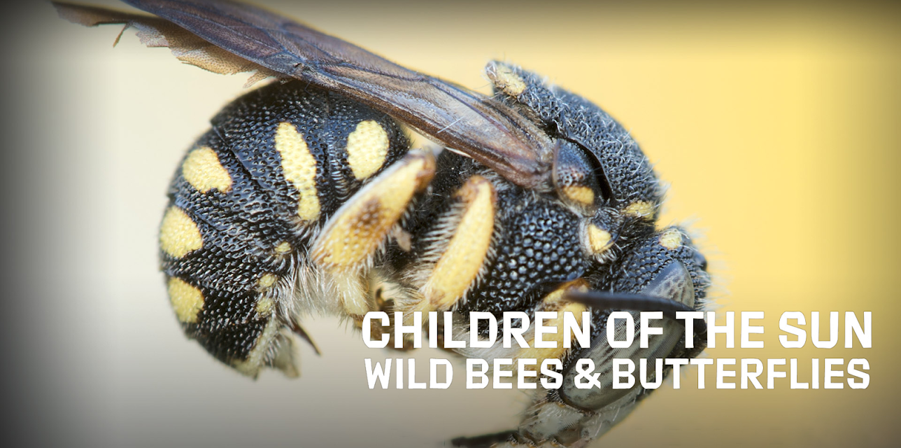 Children of the Sun - Wild Bees & Butterflies