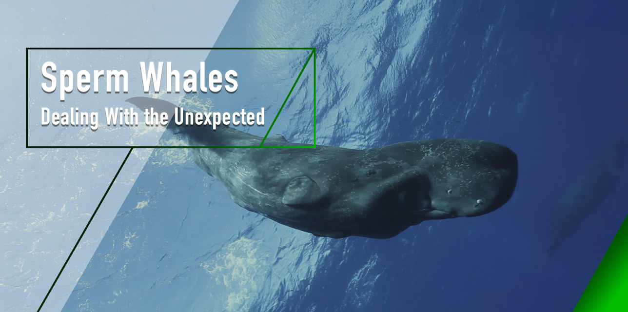 Sperm Whales - Dealing With the Unexpected (2005)