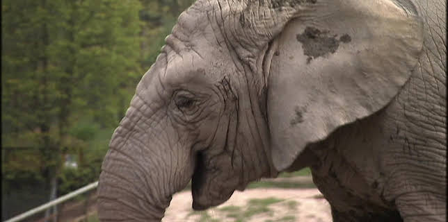 05:55: Giraffe, Erdmännchen & Co. | HR Fernsehen | 12/12 2025