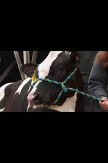 22:35: El increíble doctor Pol: La mejor feria de todas | Nat Geo Wild | 1/27 2026