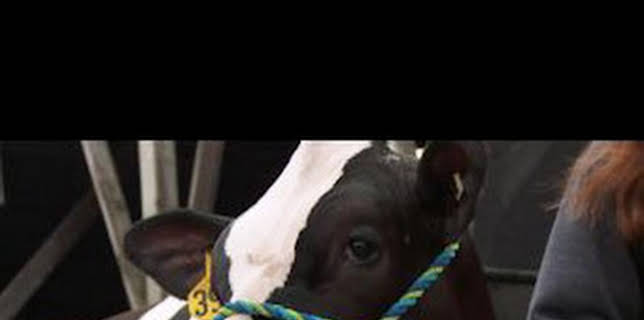 11:35: El increíble doctor Pol: La mejor feria de todas | Nat Geo Wild | 12/13 2025