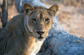 Predators Up Close with Joel Lambert Season 1: Lions