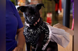 My Dream Quinceañera: Who Let The Dog Out