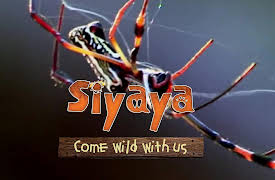 Siyaya – Come Wild With Us: Tshavhadzimu