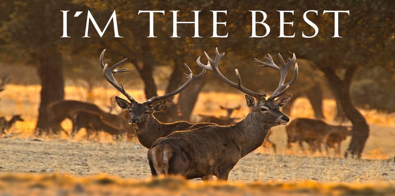 I'm the Best Iberian Red Deer (2018)