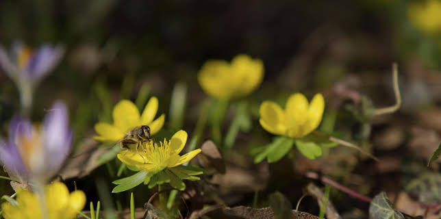 15:30: Schnittgut. Alles aus dem Garten | BR Fernsehen | 3/16 2026