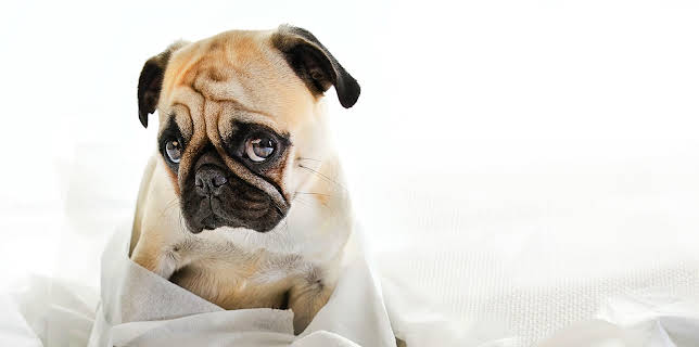 07:40: My Tiny Terror (S1 E3) (S1) | Animal Planet | 12/30 2025