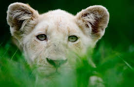 White Lions: Born Wild | S1: Against all Odds