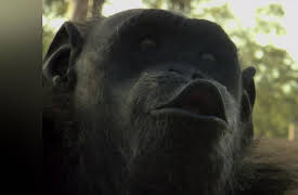 Escape to Chimp Eden Season 1: -3