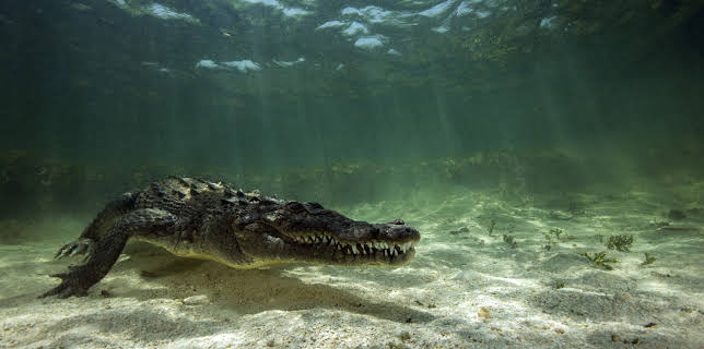 04:30: I Was Prey (S2 E7) (S2) | Animal Planet | 12/18 2025