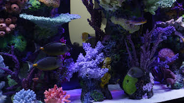 20:00: Akvariedesignerne (S5 E3) (S5) | Animal Planet | 3/29 2026