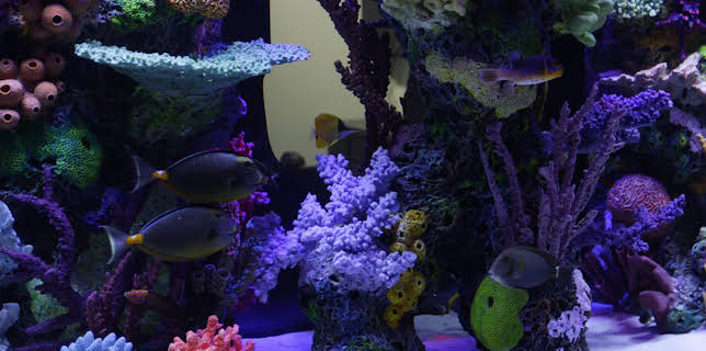 09:25: Tanked (S5 E3) (S5) | Animal Planet | 3/3 2026