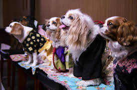 Hundar: Lägg ner saxarna