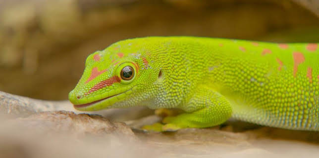 12:35 PM: Go Wild (S2) | Cbeebies | 2/7 2026