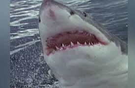 Animal Face Off: Season 1: Croc vs. Great White