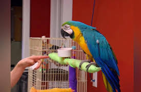 Dr. K's Exotic Animal ER Season 1: Leave it to Lemur