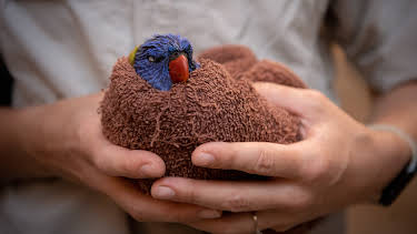 17:00: Crikey! It's the Irwins (S4 E2) (S4) | Animal Planet | 4/1 2026