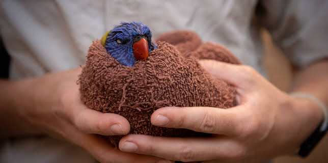 12:10: Crikey! It's the Irwins (S4 E2) (S4) | Animal Planet | 11/30 2025