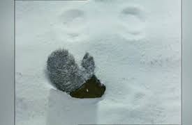 Captain Scarlet Season 1: Noose Of Ice