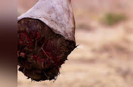 Feeding Frenzy: Season 1: Lion