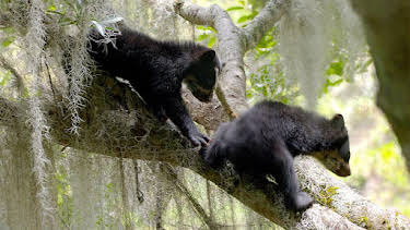 16:20: Grandes Documentales Ecuador En La Cima De La Biodiversidad | LA 2 | 7/1 2026