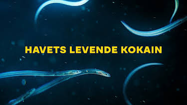 21:10: Havets levende kokain | NRK 1 | 8/31 2026