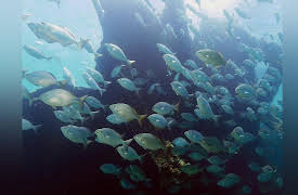 Reef Wrecks: Florida Keys Shipwreck Trail