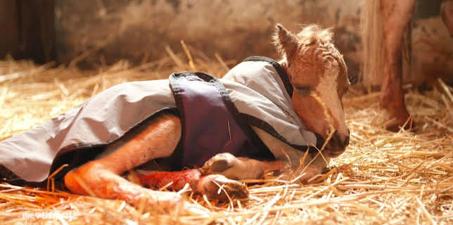 10:20: Die Tierärzte - Retter mit Herz (51) | WDR Fernsehen | 3/23 2026