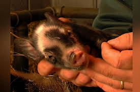 The Zoo: Ep 104 - Episode 104