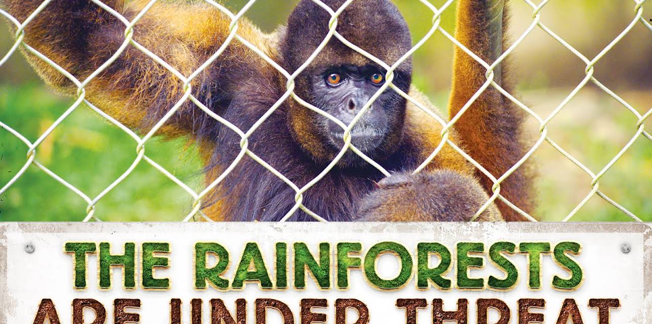 The Rainforests Are Under Threat (2015)