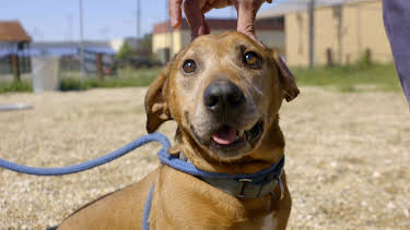 15:00: Pit Bulls & Parolees (S10 E16) (S10) | Animal Planet | 8/31 2026