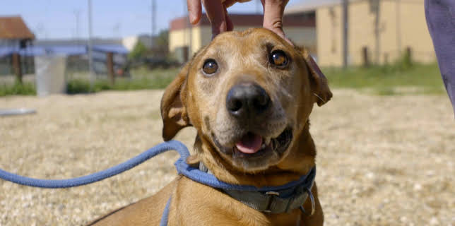 06:50: Pit Bulls & Parolees (S10 E16) (S10) | Animal Planet | 12/13 2025