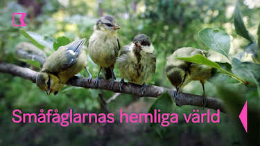 23:20: Småfåglarnas hemliga värld | Kunskapskanalen | 4/3 2026