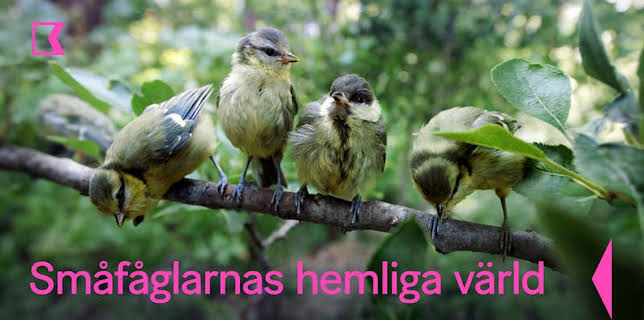 22:20: Småfåglarnas hemliga värld | Kunskapskanalen | 4/3 2026