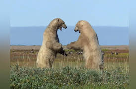 Frozen Planet Season 1: Autumn, Part 1